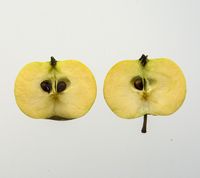 Venus æble
